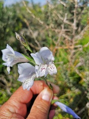 Gladiolus caeruleus