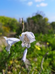 Gladiolus caeruleus