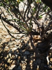 Othonninae