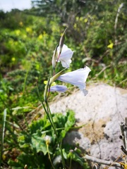Gladiolus caeruleus