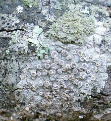 Lecanora subpallens