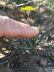 Othonninae