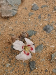 Monsonia multifida