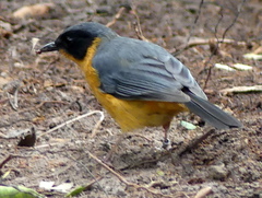 Cossypha dichroa dichroa