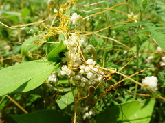 Cuscuta pentagona