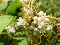Cuscuta pentagona