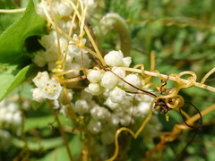 Cuscuta pentagona