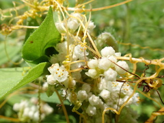 Cuscuta pentagona
