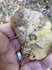 Cristulariella