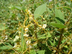Cuscuta pentagona