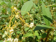 Cuscuta pentagona