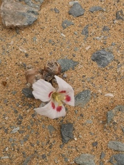 Monsonia multifida