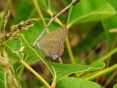 Satyrium edwardsii