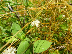 Cuscuta pentagona