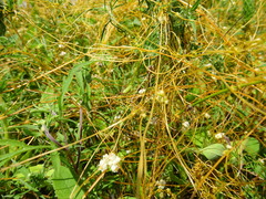 Cuscuta pentagona