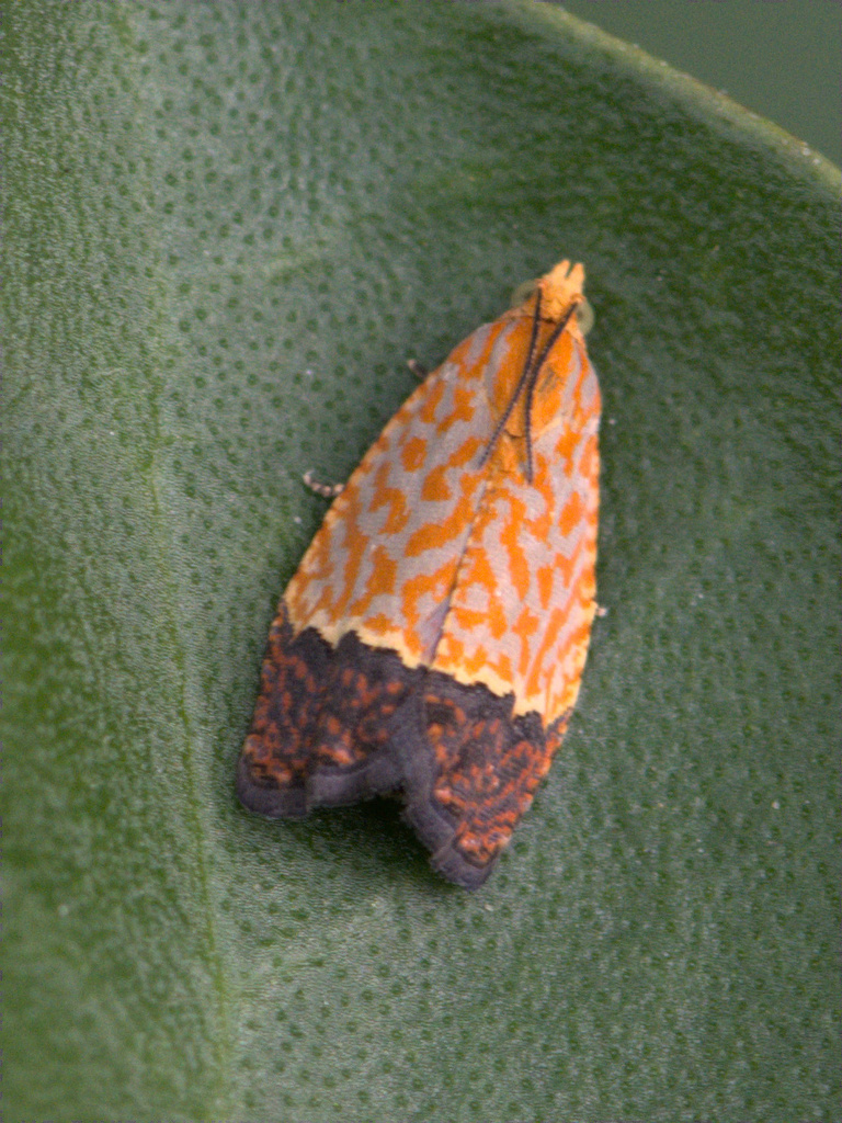 Loboschiza koenigiana