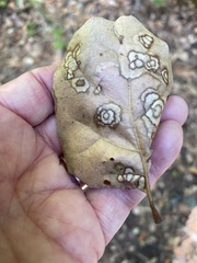 Cristulariella