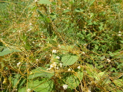Cuscuta pentagona