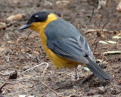 Cossypha dichroa dichroa