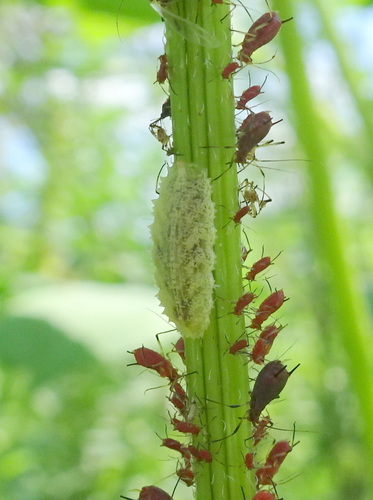 Slender Smoothtail photo 3
