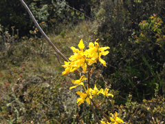 Cyrtochilum revolutum