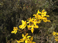 Cyrtochilum revolutum