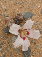 Monsonia multifida