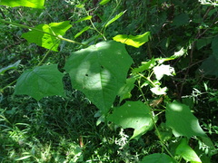 Chenopodiastrum simplex