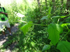 Chenopodiastrum simplex