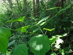 Chenopodiastrum simplex