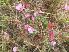 Clarkia davyi