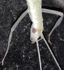 Oecanthus leptogrammus