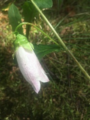 Campanula punctata