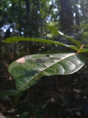 Anaulacomerina