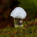 Ceratiomyxa morchella - Photo (c) Danny Newman, some rights reserved (CC BY-NC-SA), uploaded by Danny Newman