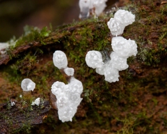Ceratiomyxa morchella