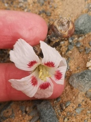 Monsonia multifida