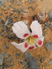 Monsonia multifida