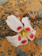 Monsonia multifida