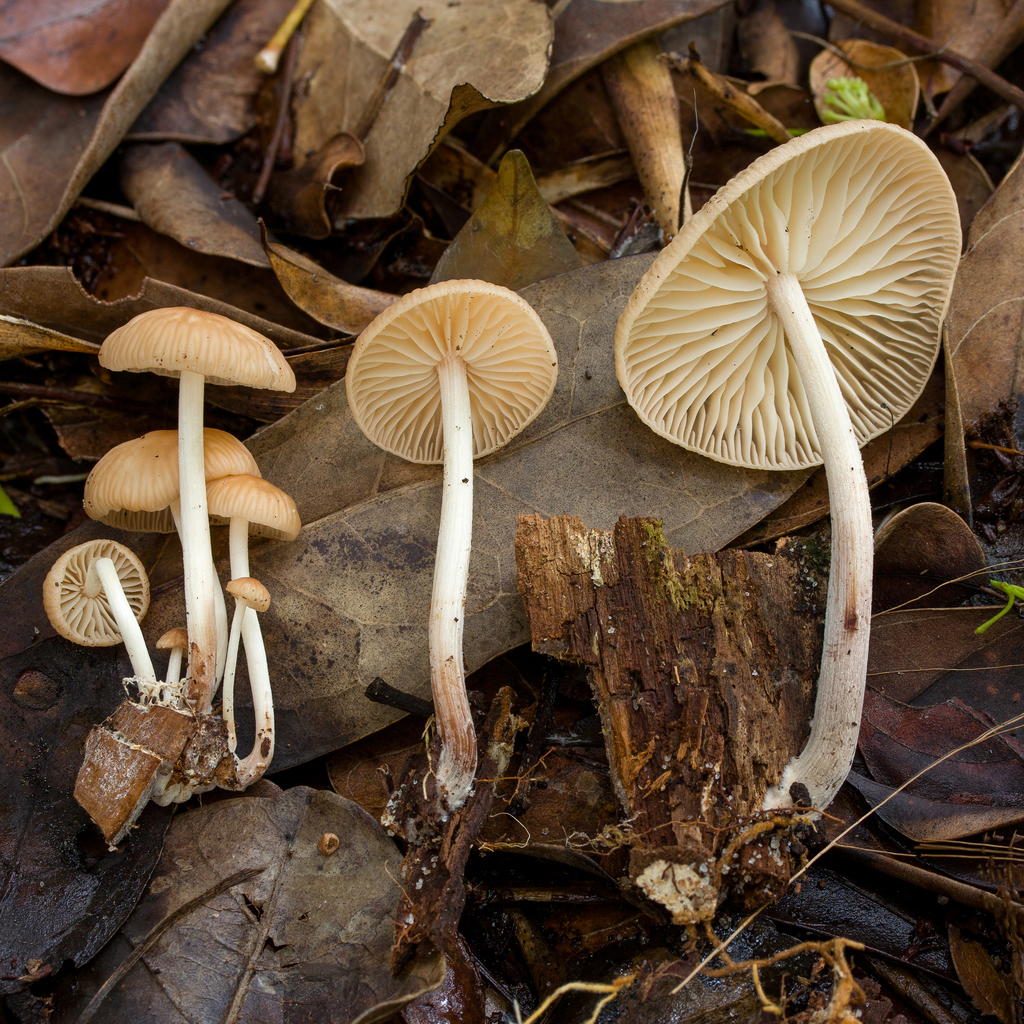Omphalotaceae