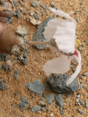 Monsonia multifida
