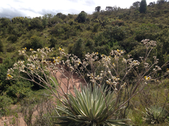 Espeletia tunjana