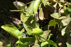 Pontederia sagittata