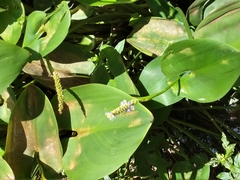 Pontederia sagittata