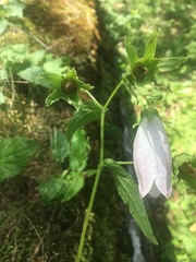 Campanula punctata