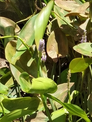 Pontederia sagittata