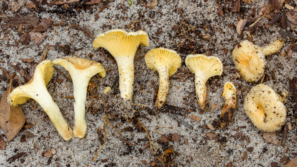 Rubrinus