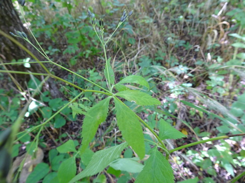 Canadian honewort (Cryptotaenia canadensis)