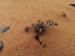 Pelargonium albersii