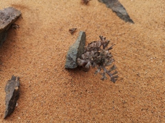 Pelargonium albersii